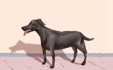 什么生肖压制属虎人 属虎人和谁不合
